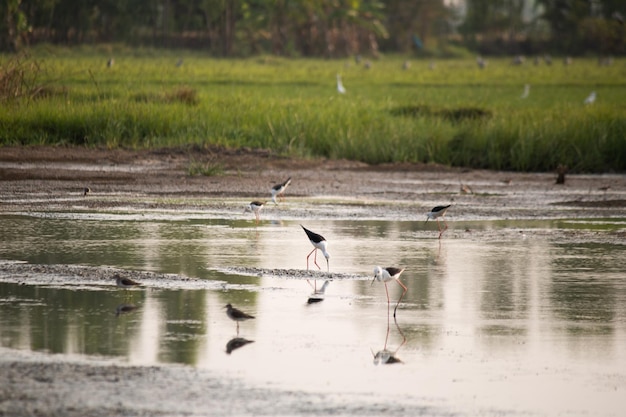 Birds are standing in the water and one has a long tail.