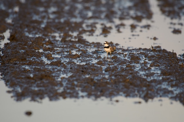 사진 새들이 물밭에 사는 길고 까다로운 입을 사용하고 있습니다