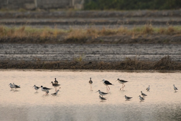 鳥は水田に住んでいる長くてトリッキーな口を使っています