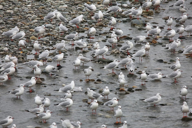 写真 憂鬱な天候の海の桟橋で鳥。