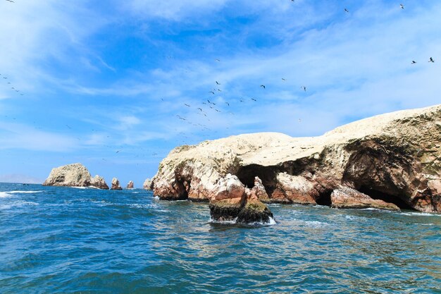 Ballestas Island의 새 ParacasPisco Peru