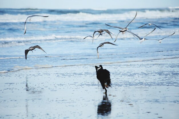 Birds on beach against sea