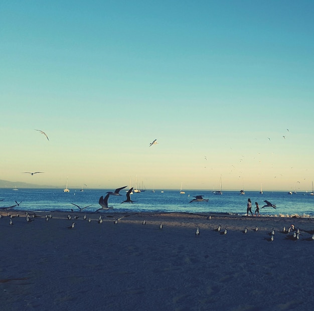 해가 지는 동안 하늘을 배경으로 해변에 있는 새들