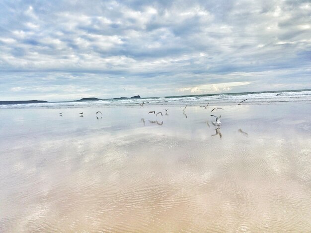 Birds on beach against sky