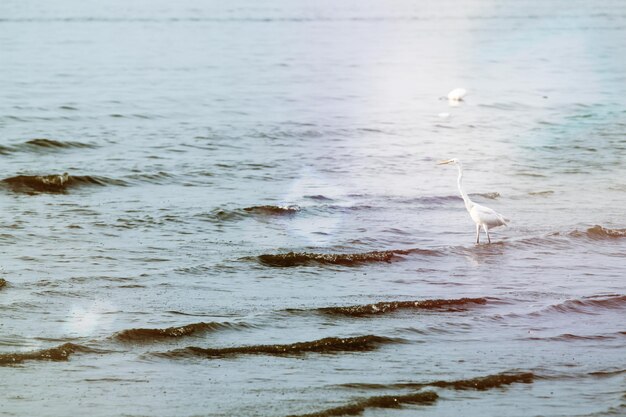 Birds on beach