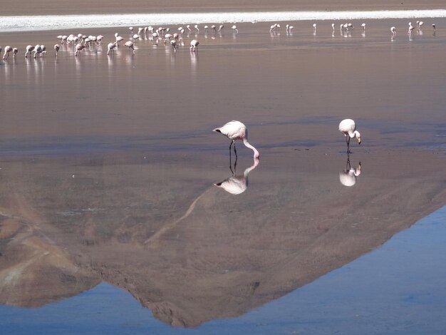 Foto gli uccelli sulla spiaggia