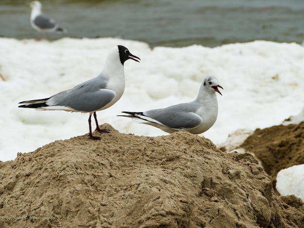 Foto gli uccelli sulla spiaggia