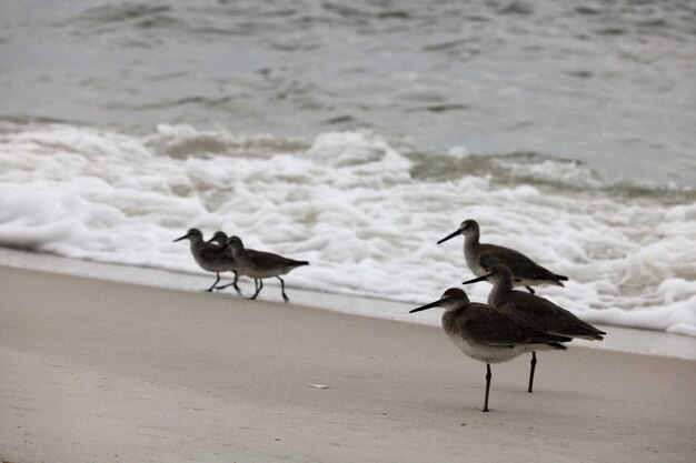 Photo birds on beach