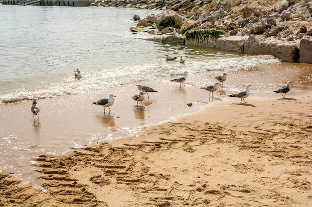 Foto gli uccelli sulla spiaggia