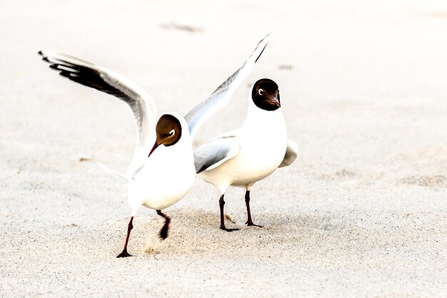 Foto uccelli sulla spiaggia