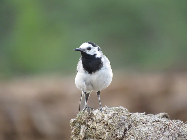 Birds and beautiful places