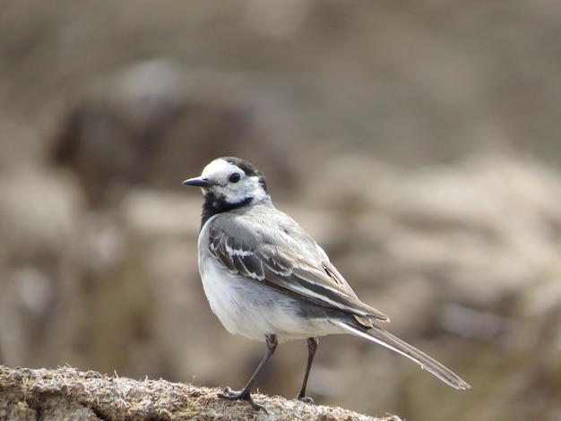 Birds and beautiful places