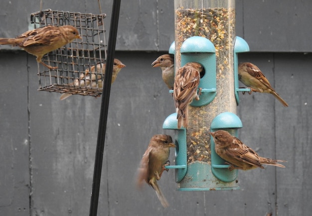 Foto gli uccelli all'alimentazione degli uccelli