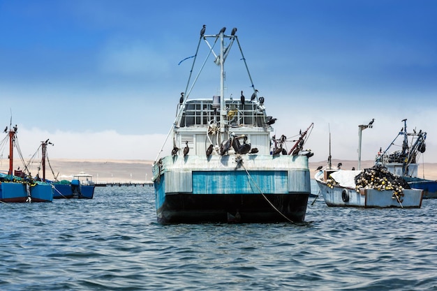 Birds on board vessels