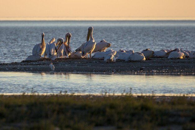 Photo birds by lake against sky during sunset