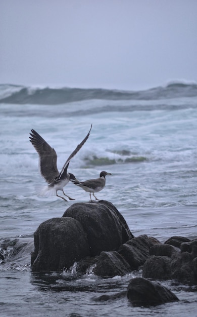 写真 空の反対側の海の鳥