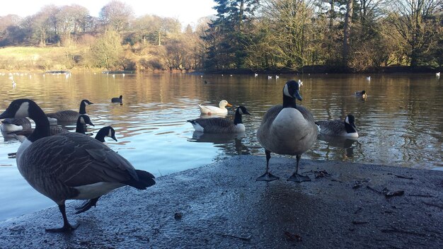 Birds on calm lake