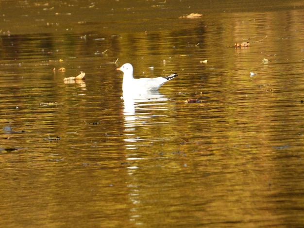 Photo birds in calm lake