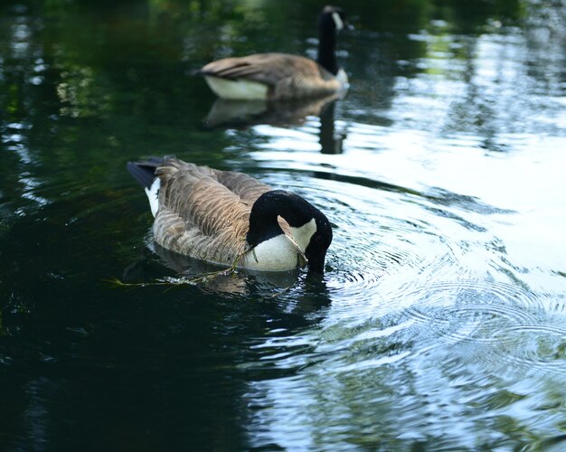 Birds in calm lake