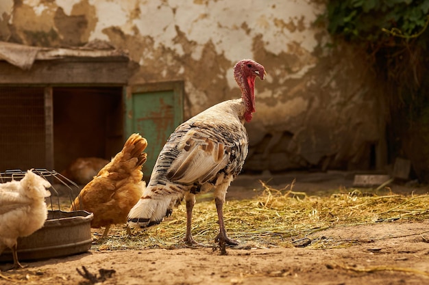 鶏小屋の鳥トルコと鶏農業鶏のクローズアップ