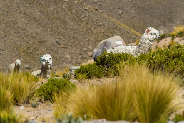 Foto uccelli nel deserto