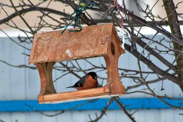 Birds eat seeds in the garden in winter