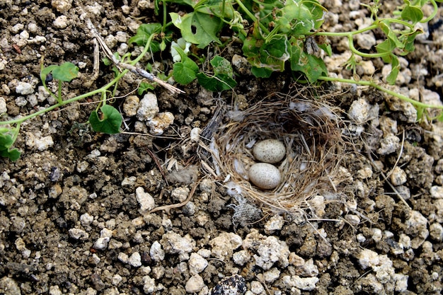 The birds egg in the ground nest