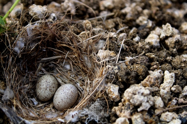 The birds egg in the ground nest