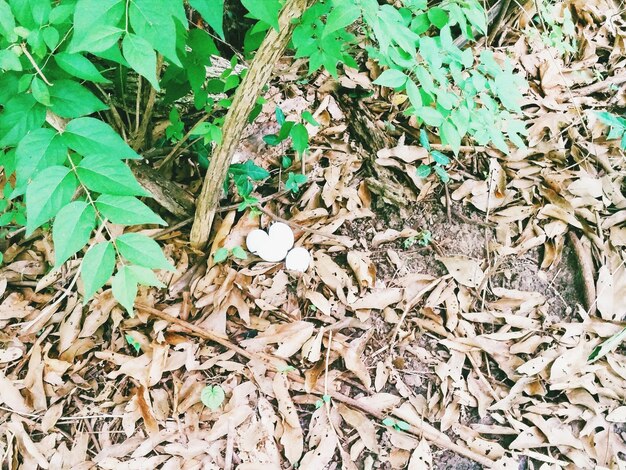 写真 落ちた葉の上の鳥の卵