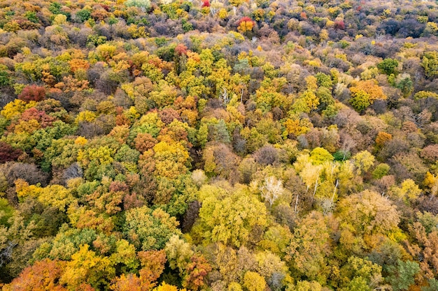 Birds eye view from drone above colorful fall trees