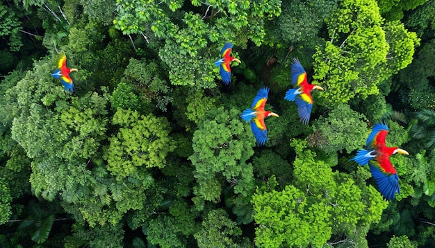 a birds eye view of a lush rainforest canopy