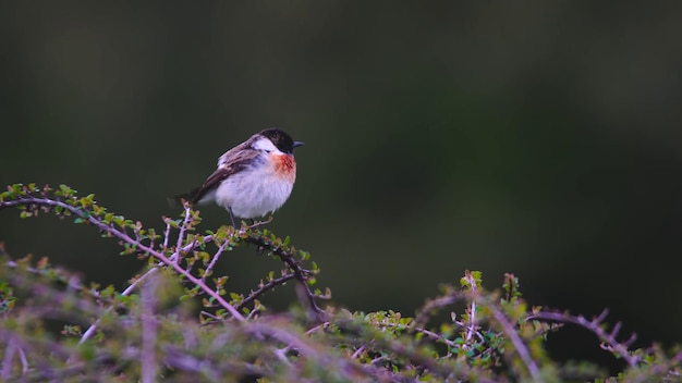 Birds in the fauna environment