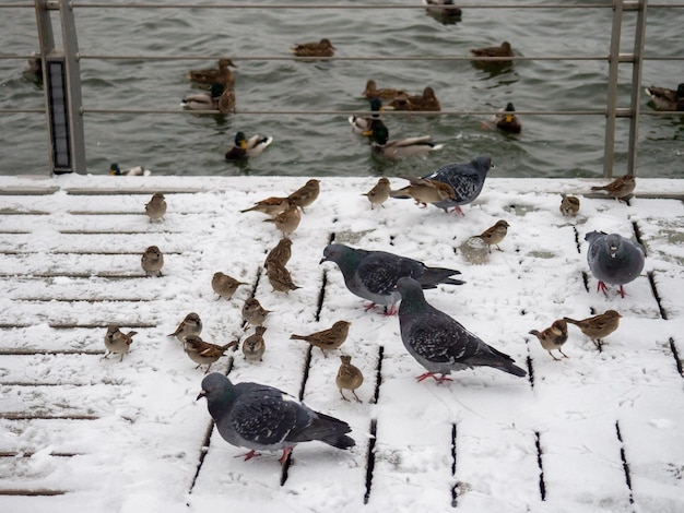 Birds feed in the snow The first snow fell