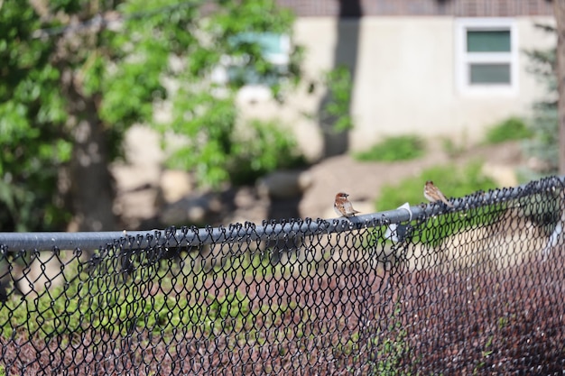 ユタ州ソルトレイクシティのフェンスにとまる鳥たち