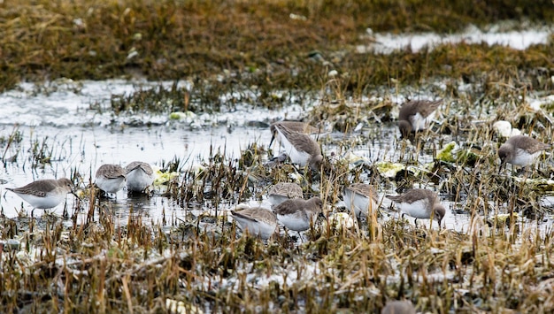 Birds on field by lake during winter