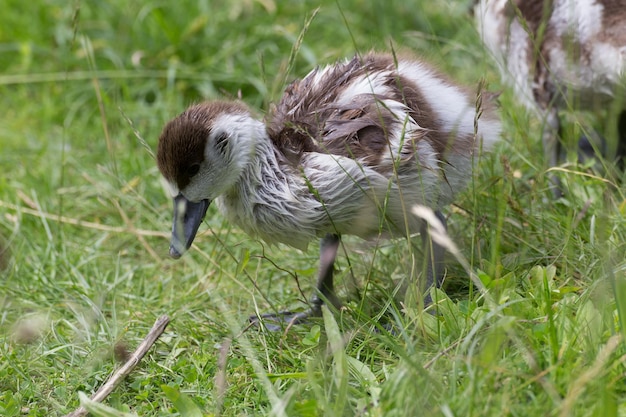 Foto uccelli in un campo