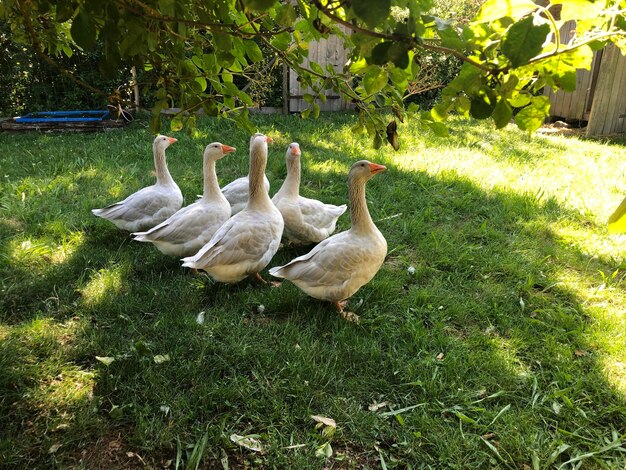 Birds in a field