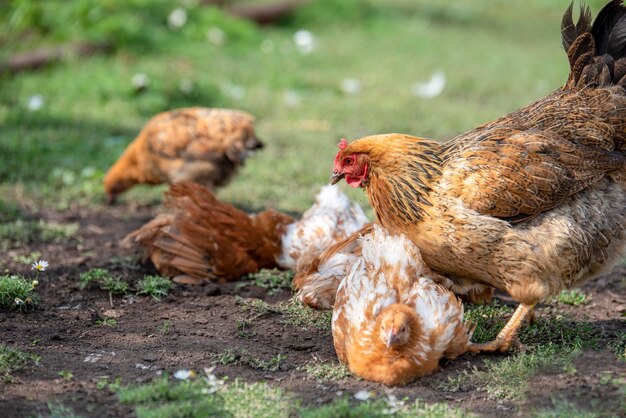 Foto gli uccelli in un campo