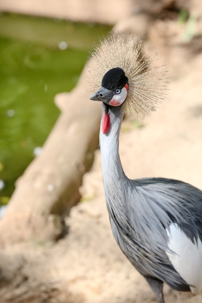 Birds and flamingos