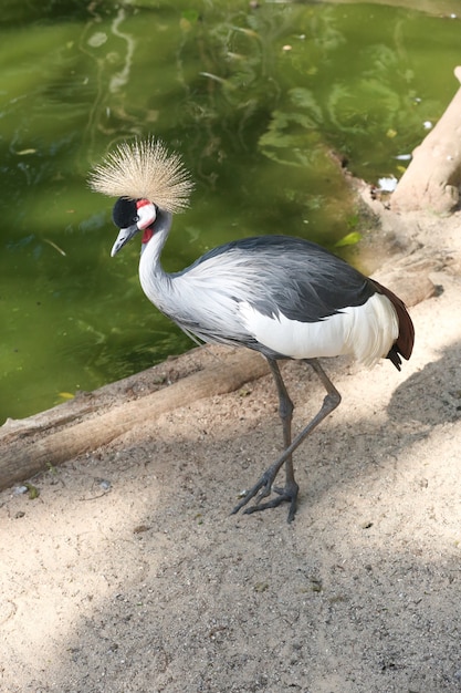 Photo birds and flamingos