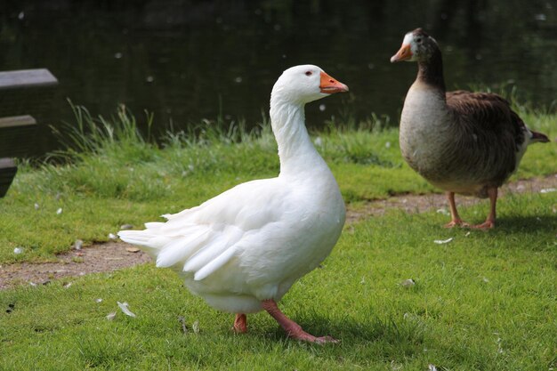 飛行中の鳥