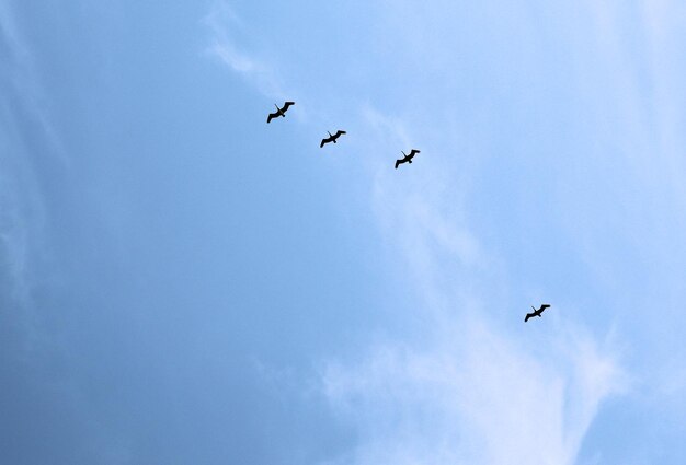 Birds fly high in the blue sky