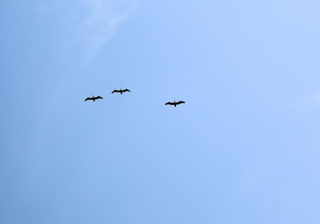 Birds fly high in the blue sky