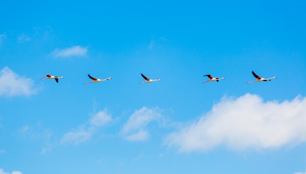 Birds flying against blue sky