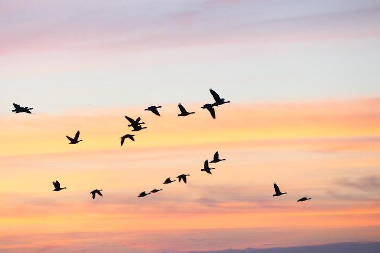Photo birds flying against sky during sunset