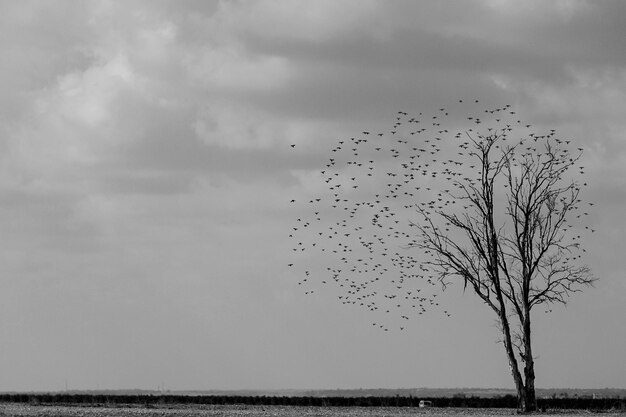 Photo birds flying against sky