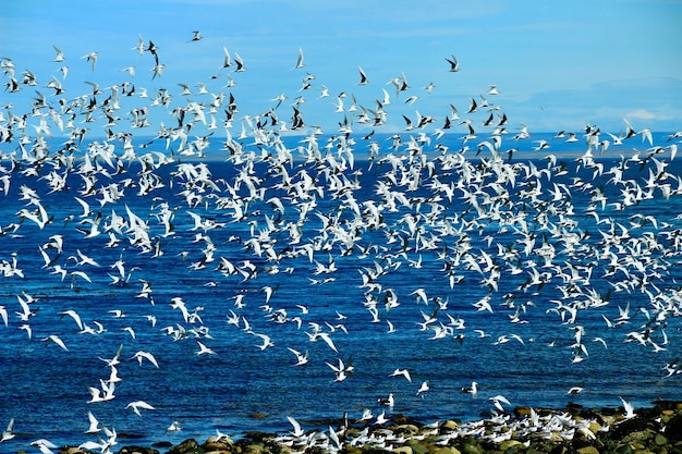 Birds flying against sky