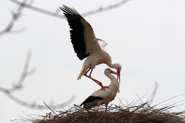 Foto gli uccelli che volano contro il cielo