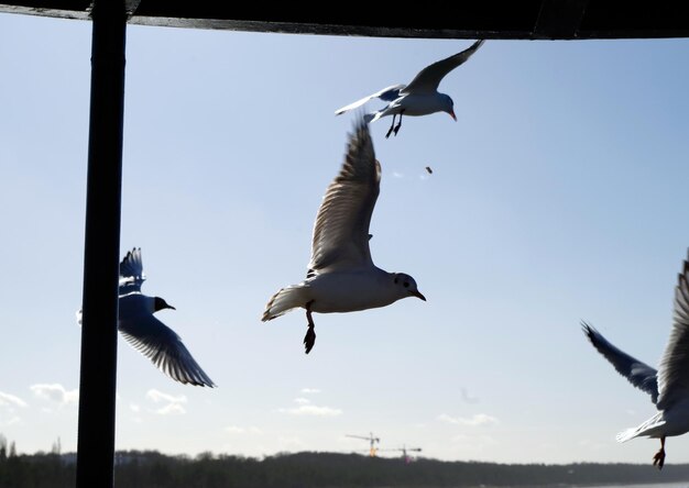 Birds flying against sky