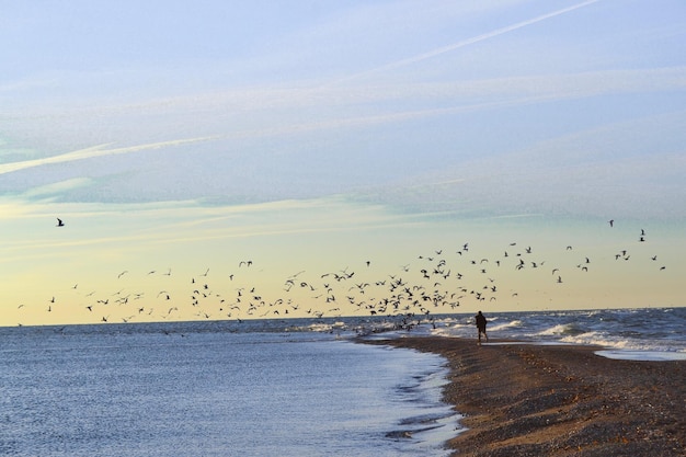 Photo birds flying over beach against sky during sunset
